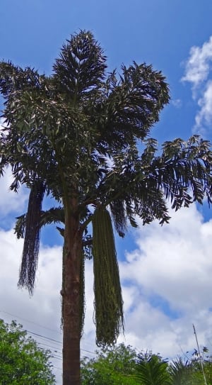 tall tree under clear blue sky thumbnail