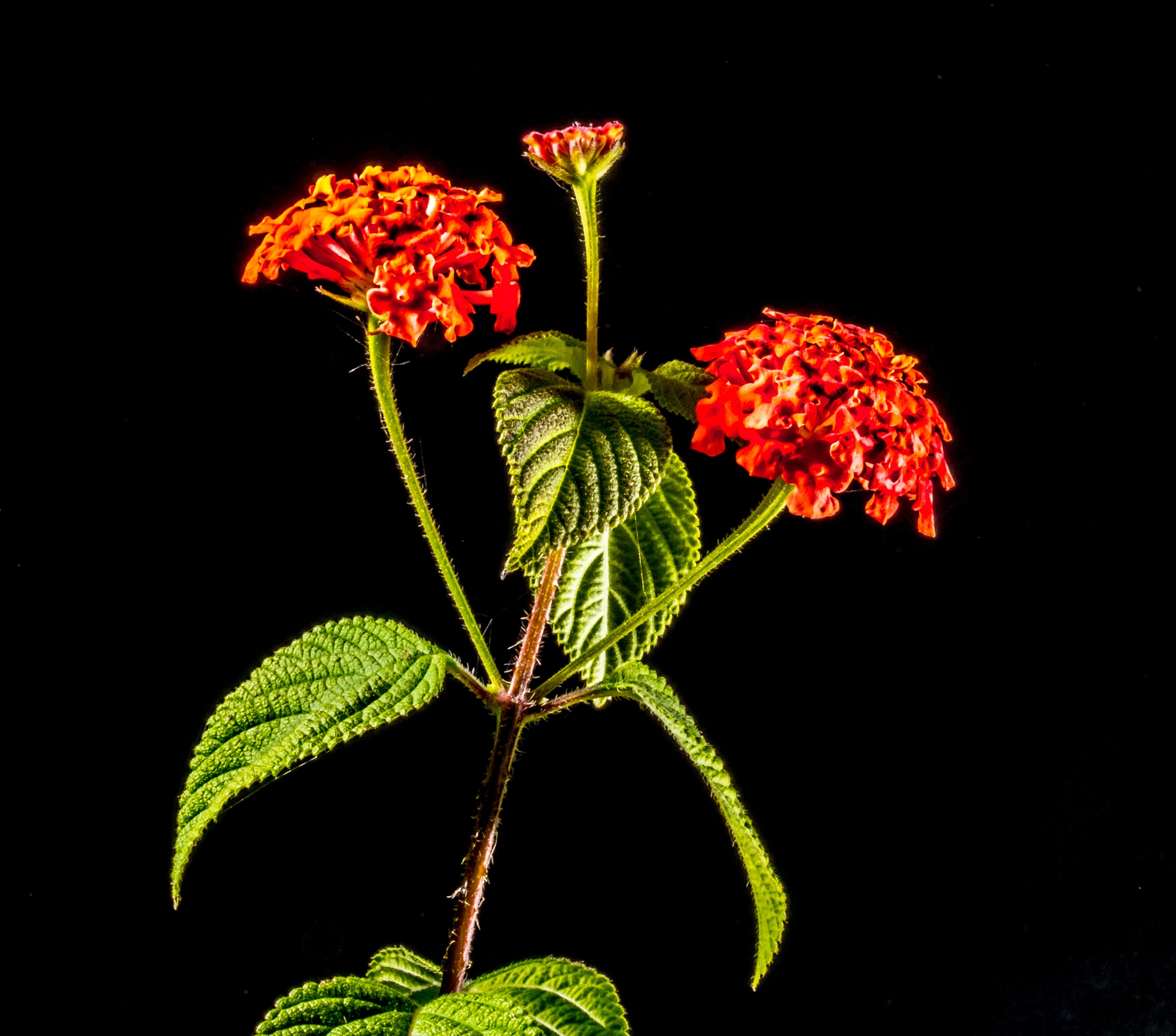 red santan flower