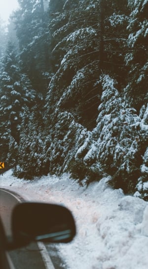 snowed pine tree near on road during daytime thumbnail