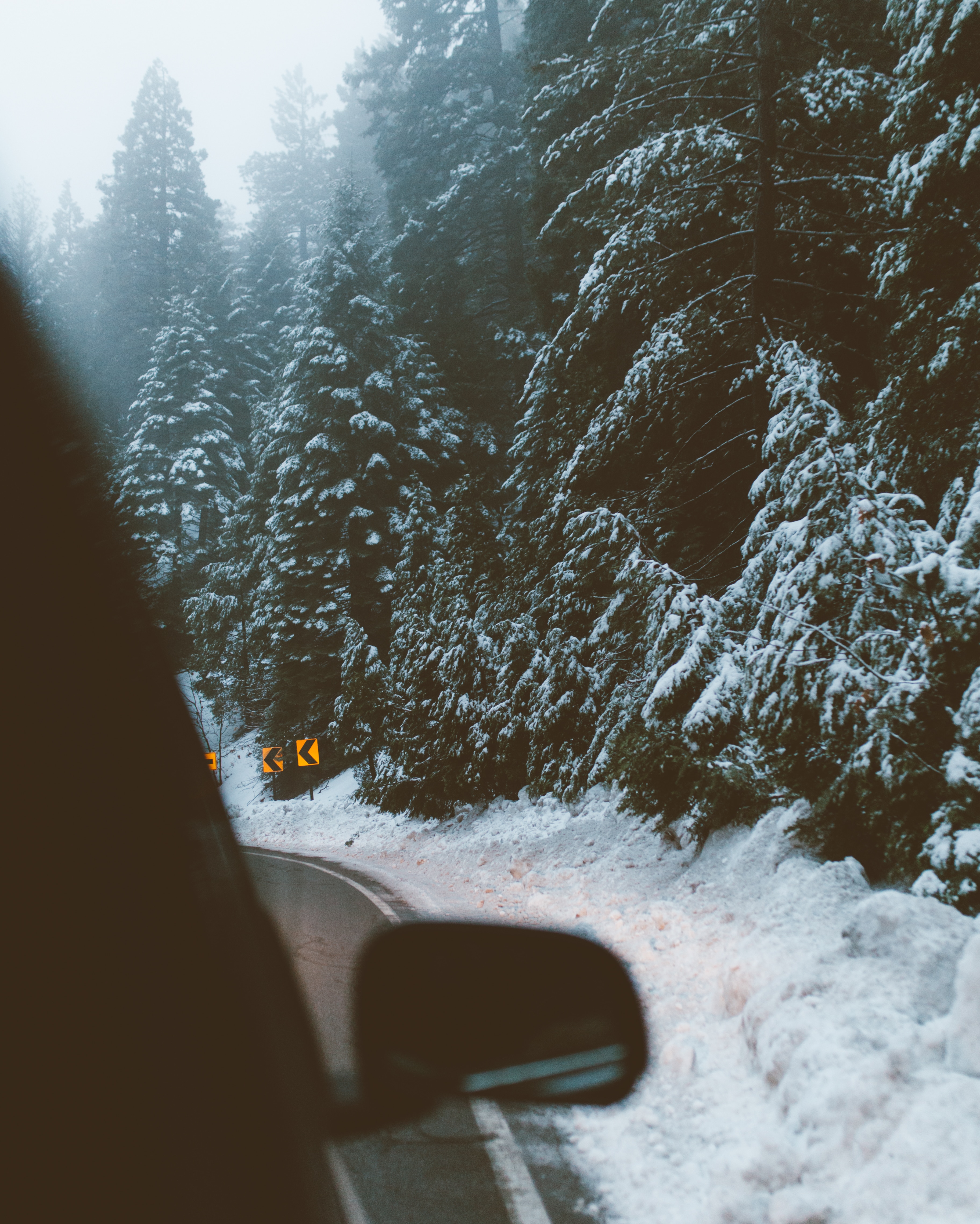 snowed pine tree near on road during daytime