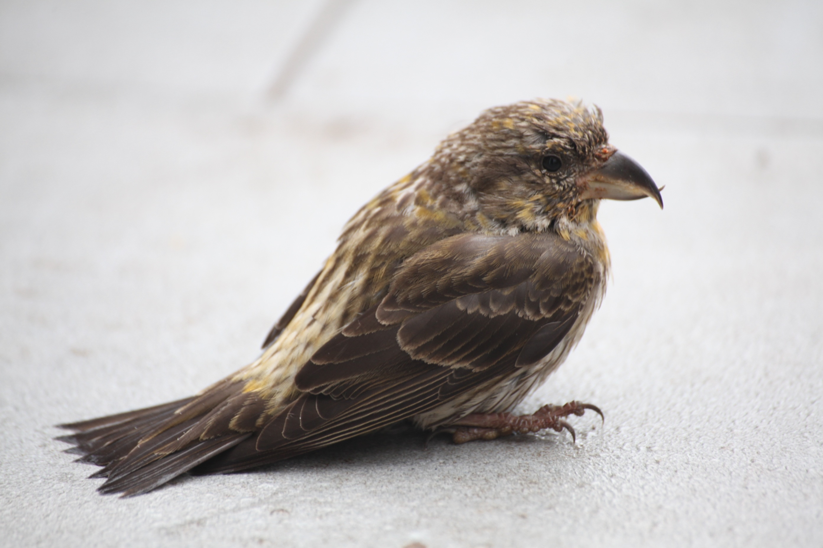 brown sparrow bird