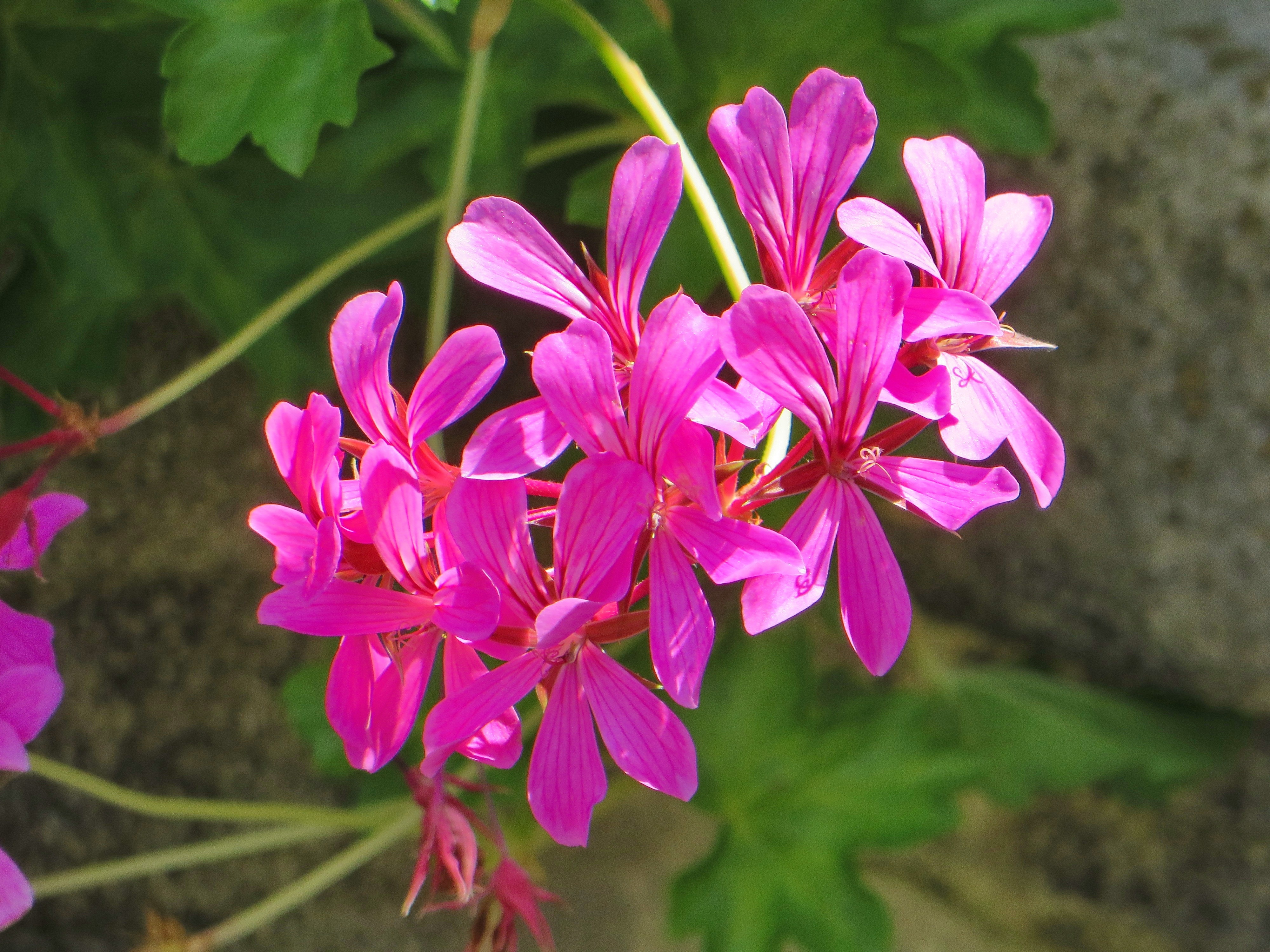 pink garden flower