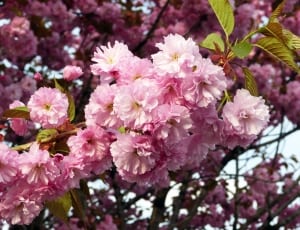 pink cherryblossom flower thumbnail