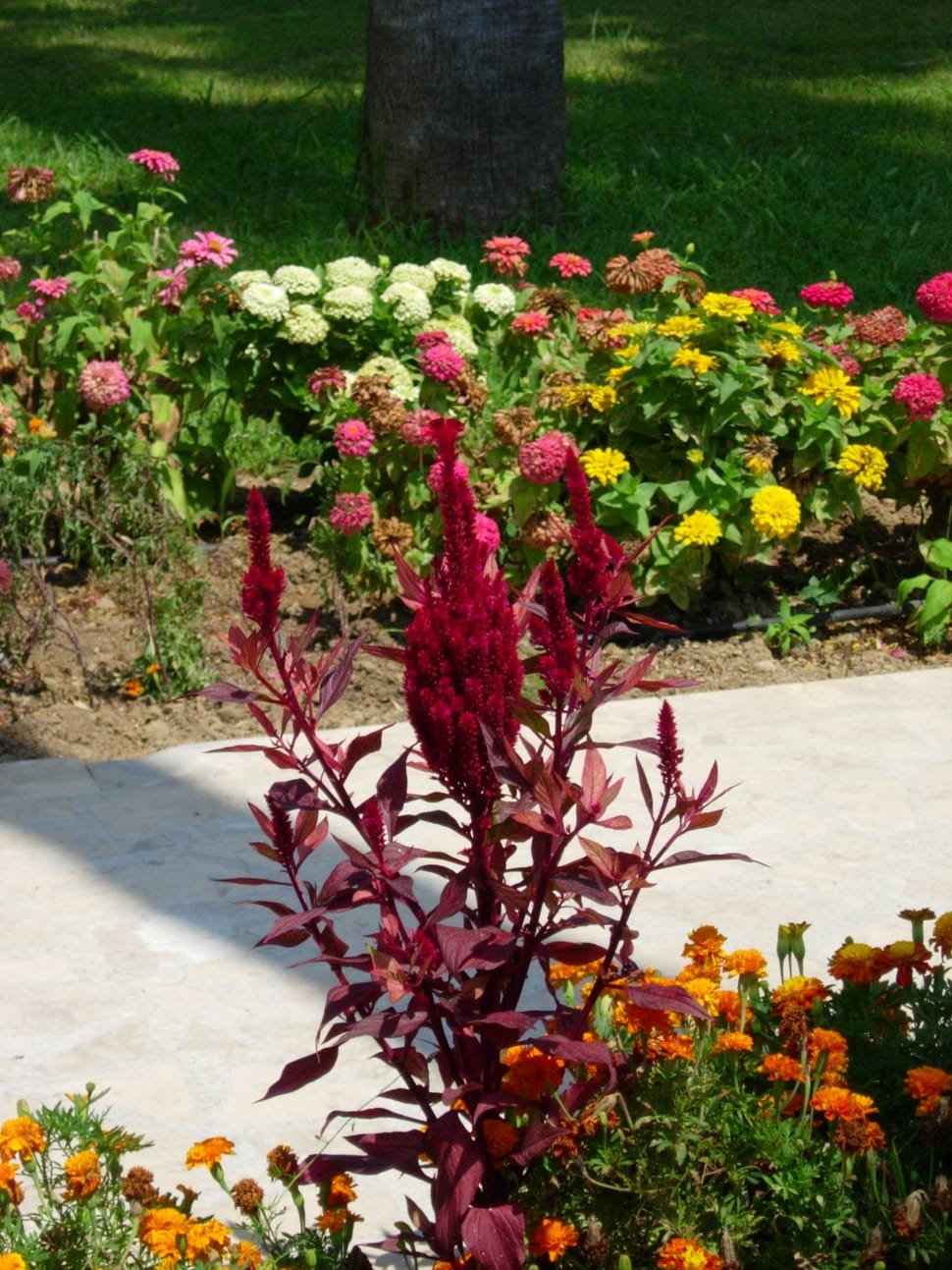 red plumed celosia flower preview