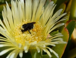 black honeybee thumbnail