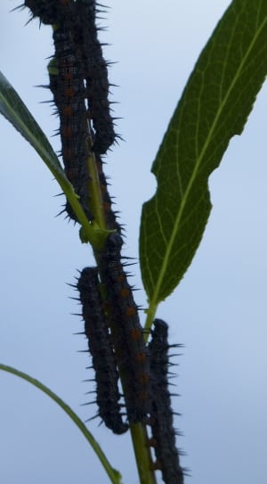 brown caterpillars thumbnail