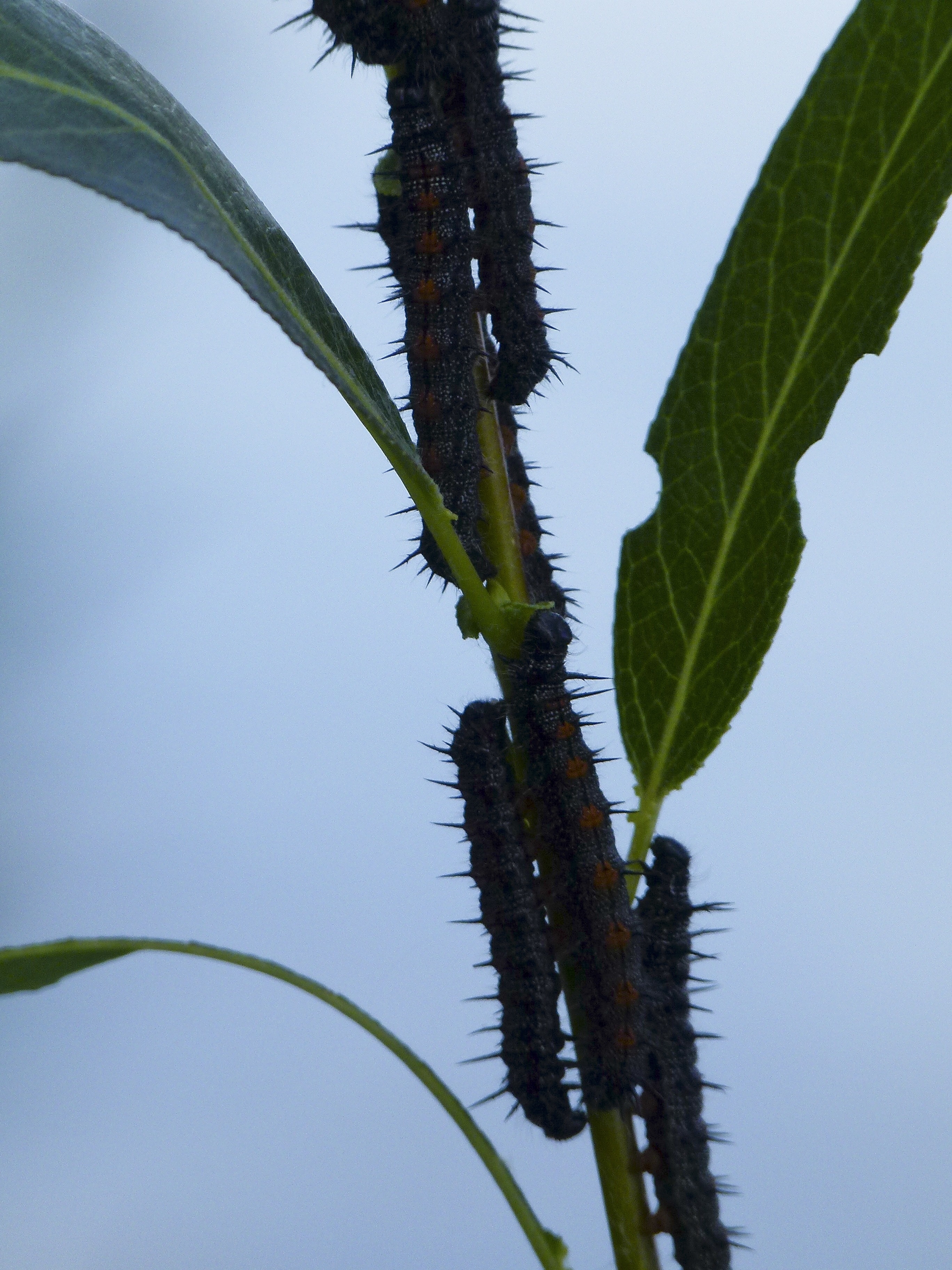 brown caterpillars