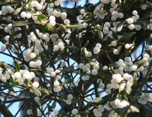 white blossoming tree thumbnail