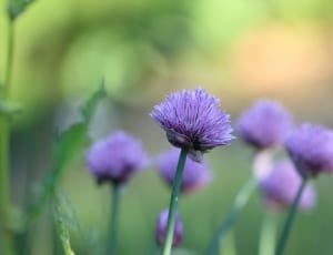 purple clover flower thumbnail