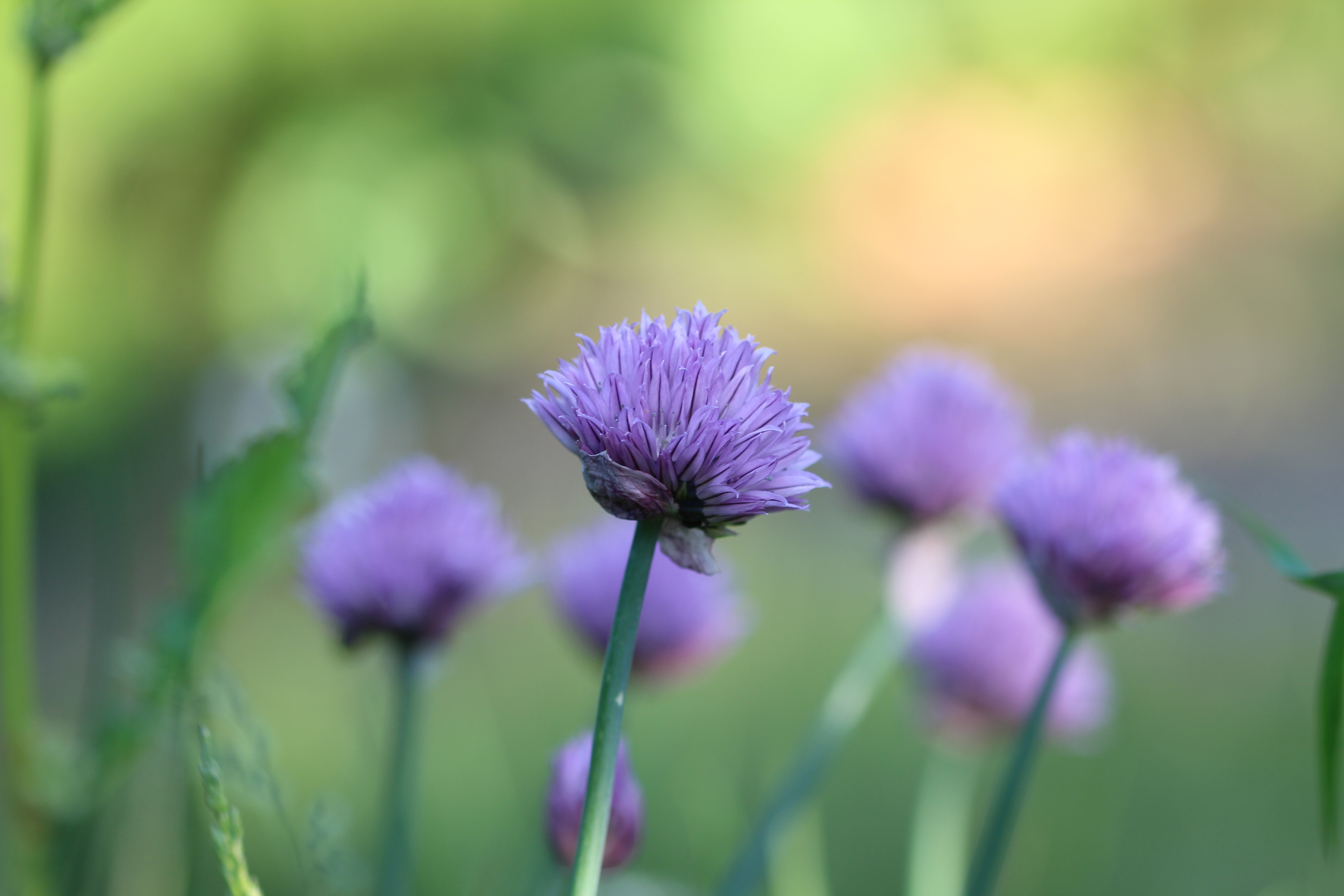 purple clover flower