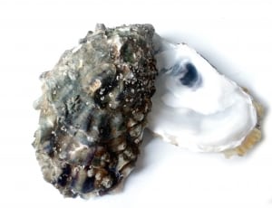 oyster dish thumbnail