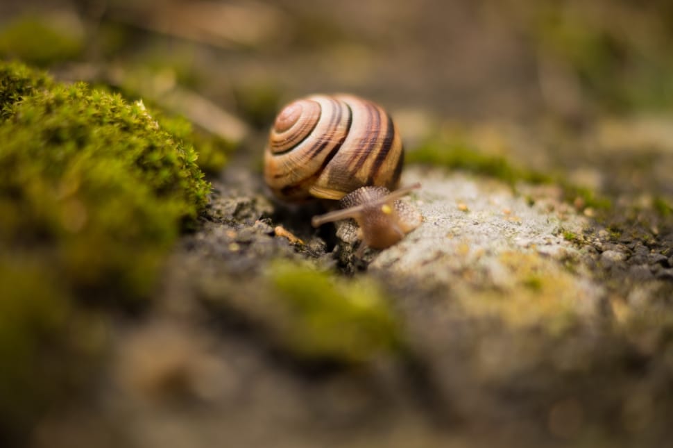 macro photography of brown snail preview