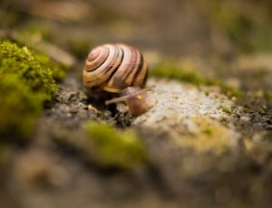 macro photography of brown snail thumbnail