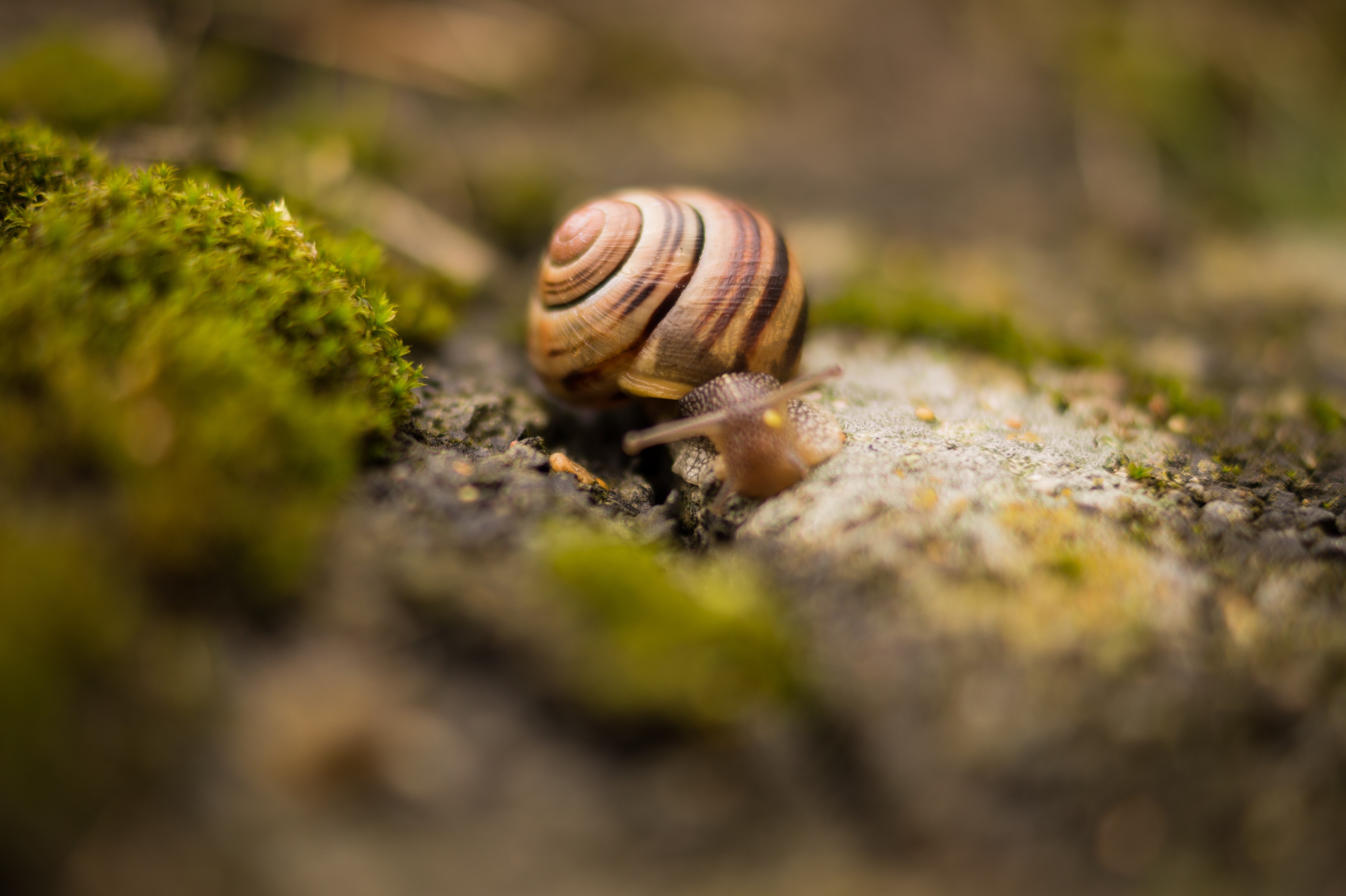 macro photography of brown snail