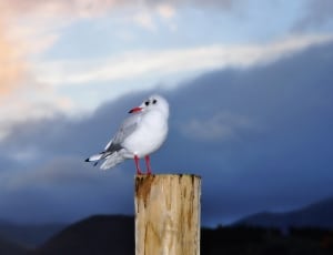 white and gray bird thumbnail