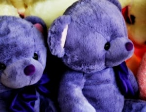 two purple bear plush toys thumbnail