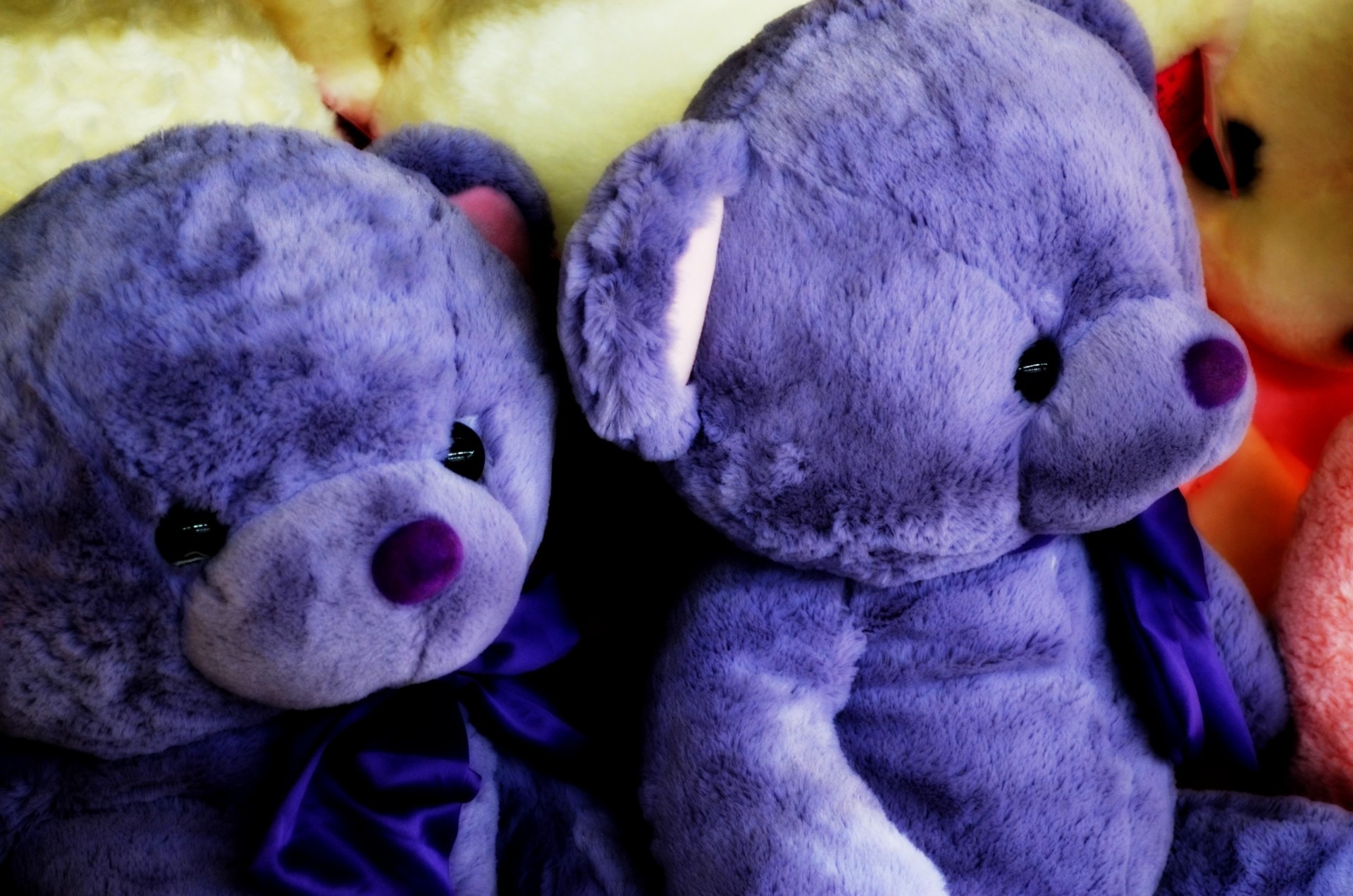 two purple bear plush toys