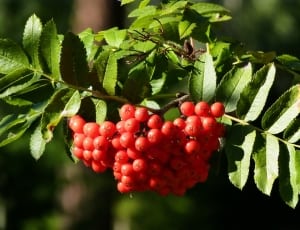 red berries thumbnail