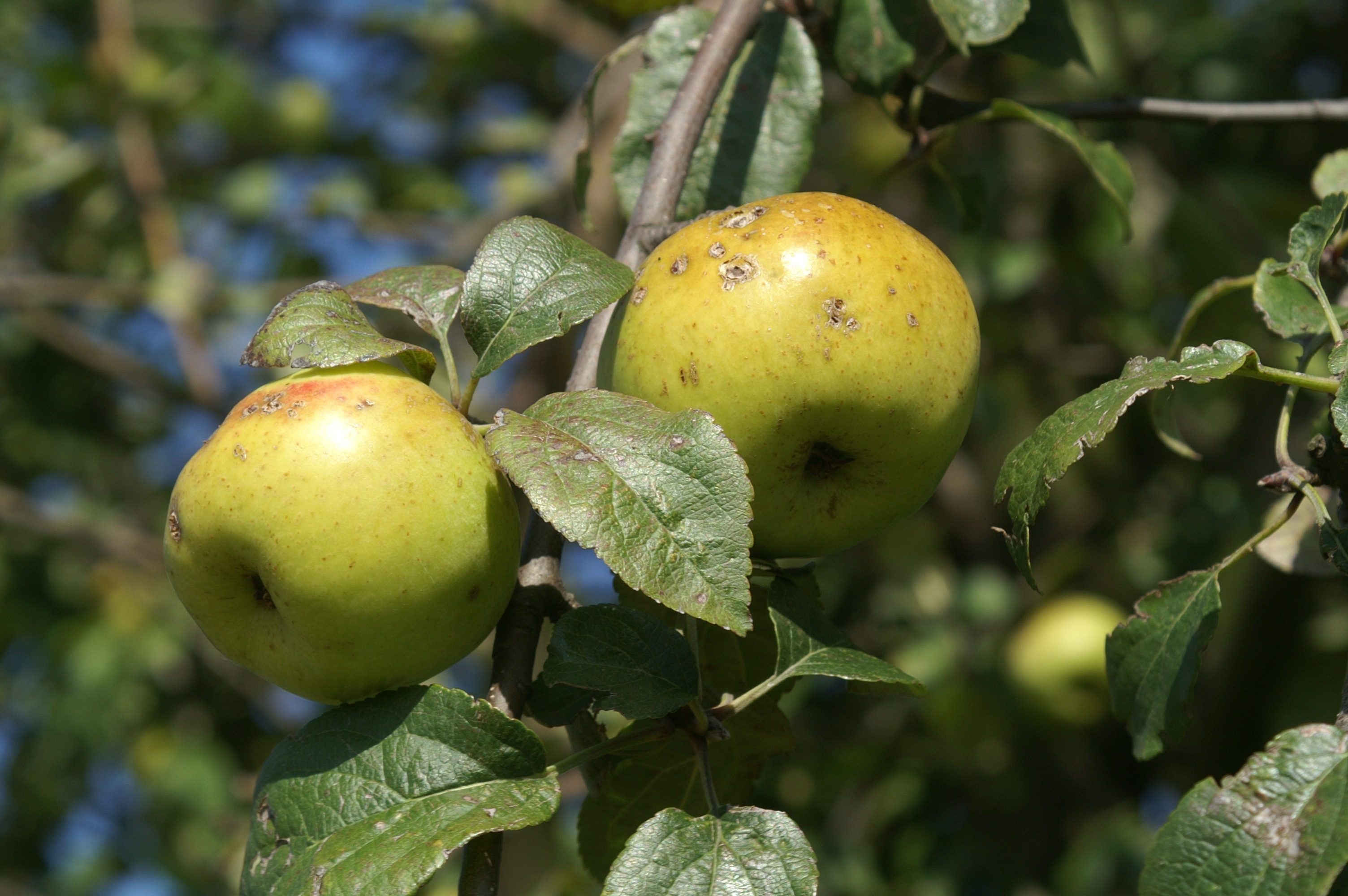 Парша яблони яблони фруктов 