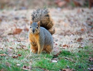 black and brown squirrel thumbnail