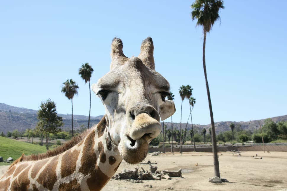 Giraffe, Zoo, San Diego, domestic animals, animal themes preview
