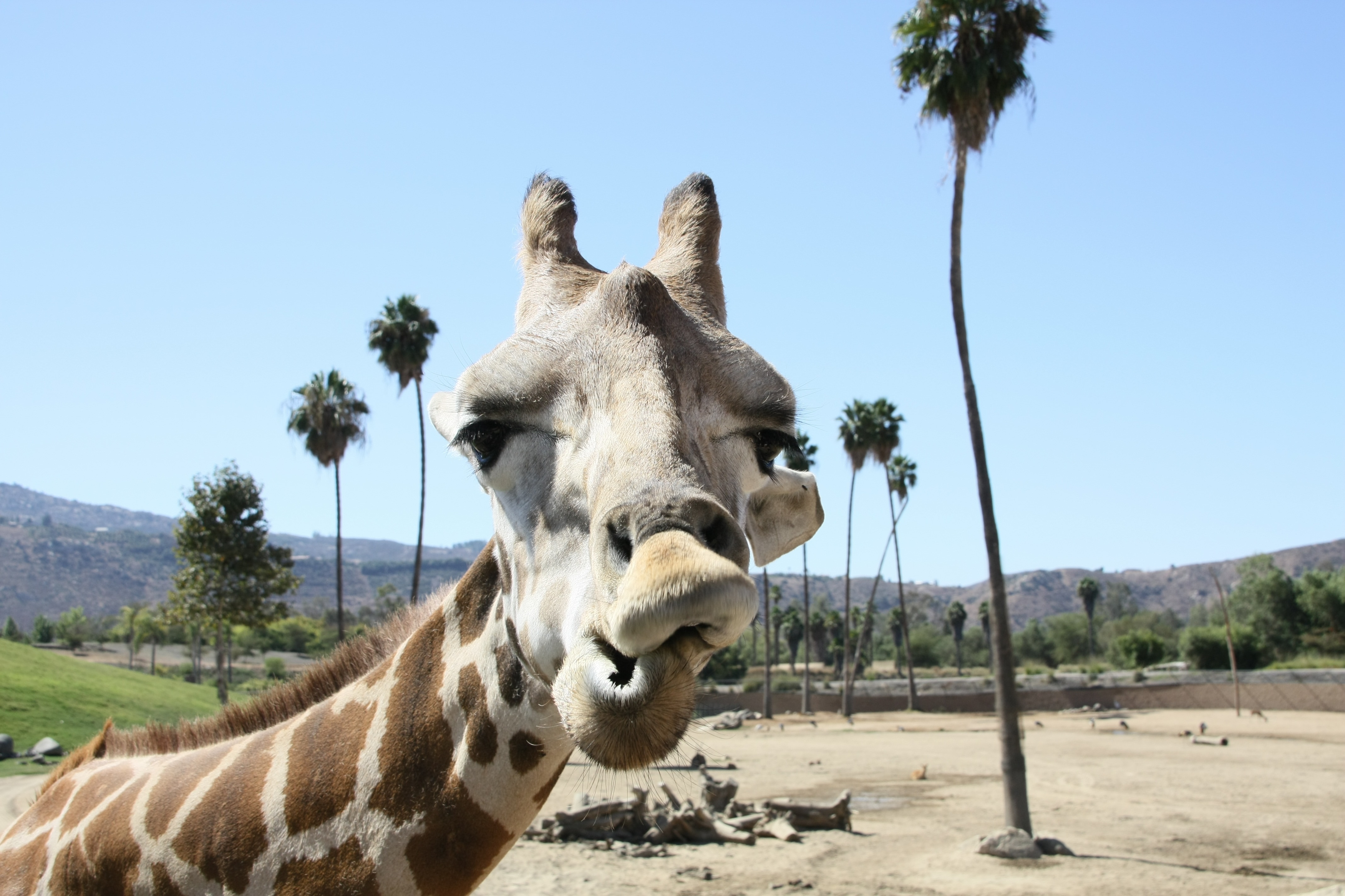 Giraffe, Zoo, San Diego, domestic animals, animal themes