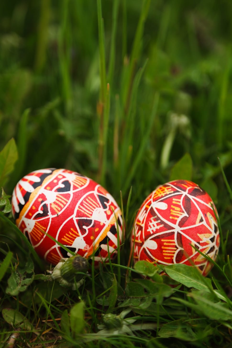 2 red white yellow and brown easter eggs preview