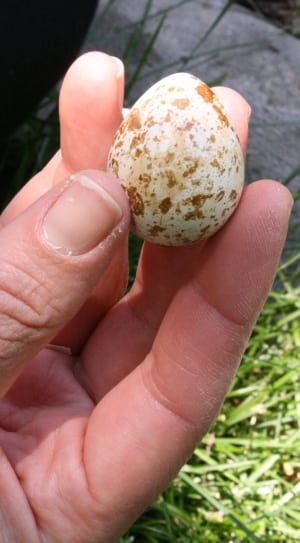 brown and white quilled egg thumbnail