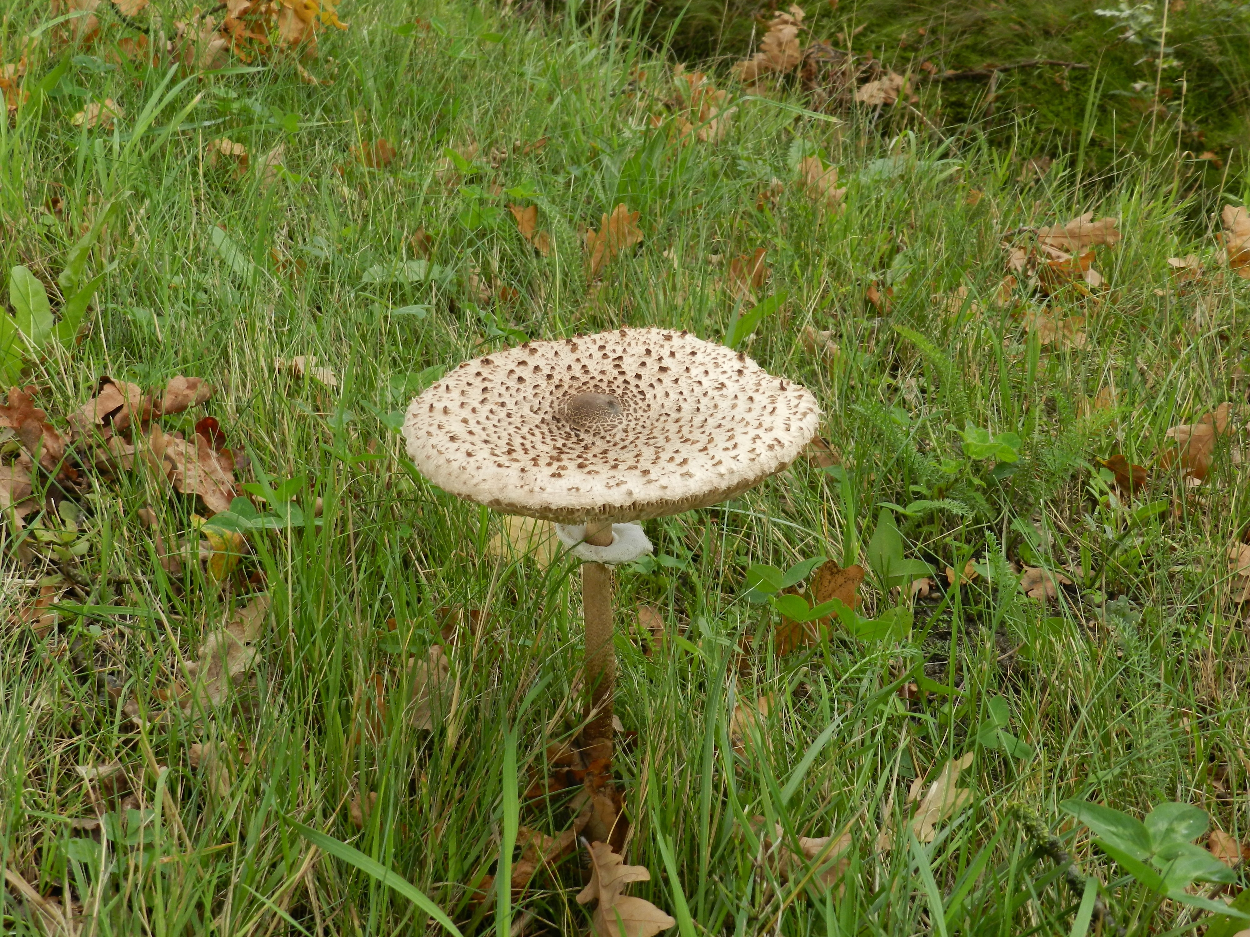 white and black mushroom