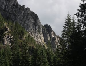 gray mountain with green tree thumbnail