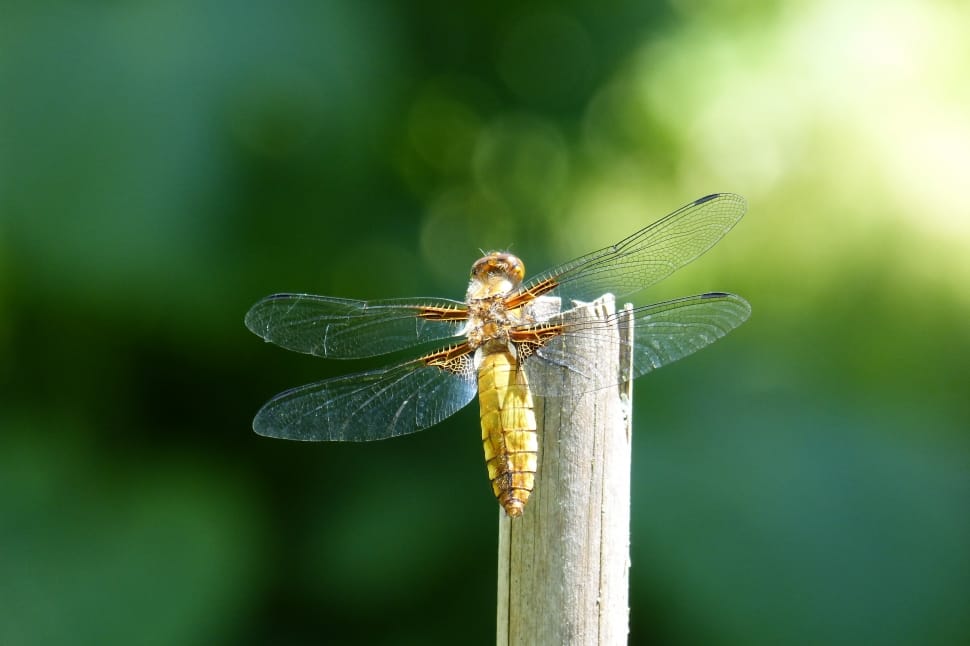 Dragonfly, Sailing Dragonfly, Plattbauch, insect, one animal preview