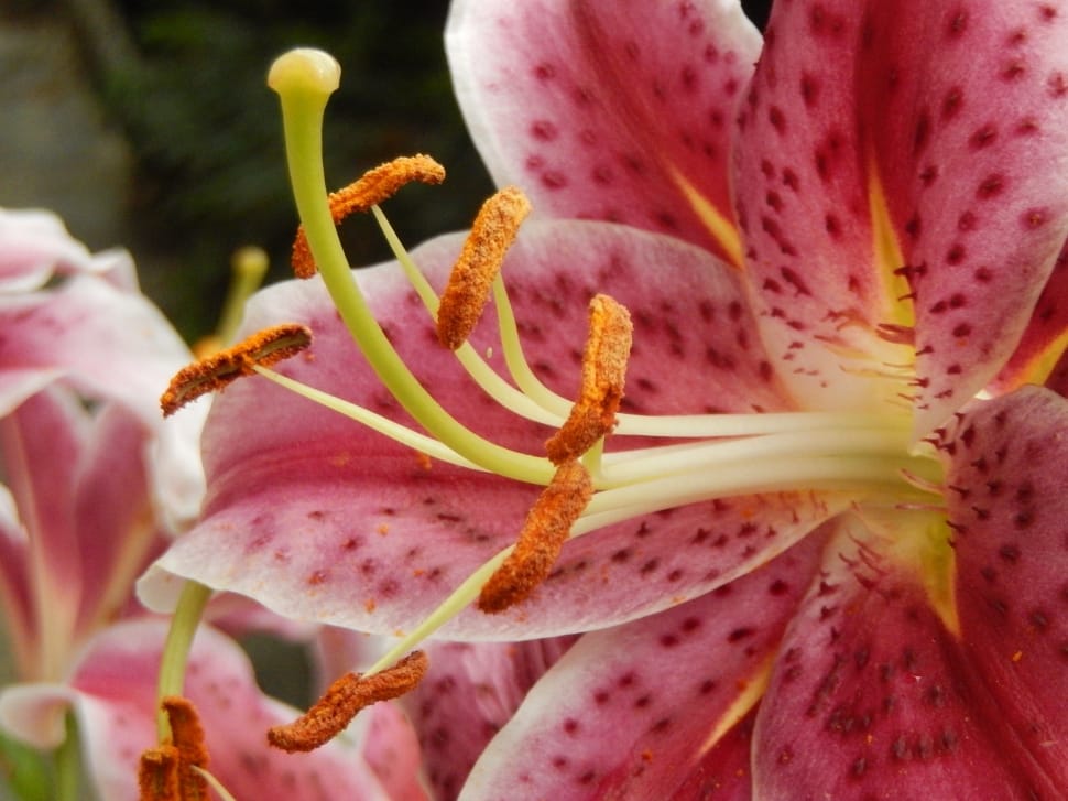 pink stargazer lily preview