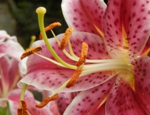 pink stargazer lily thumbnail