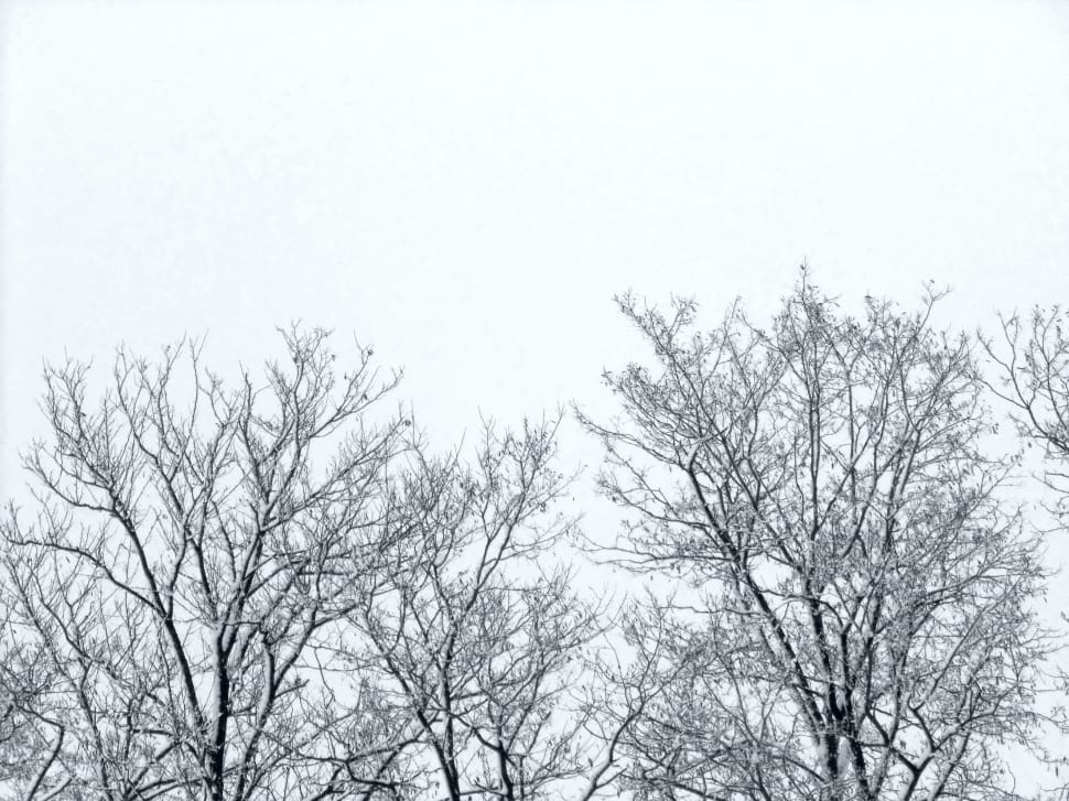 2 bare trees preview