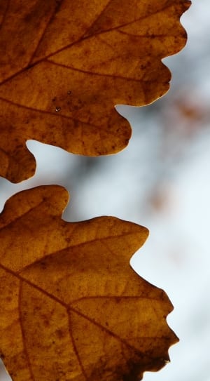 brown leaf macro photography thumbnail