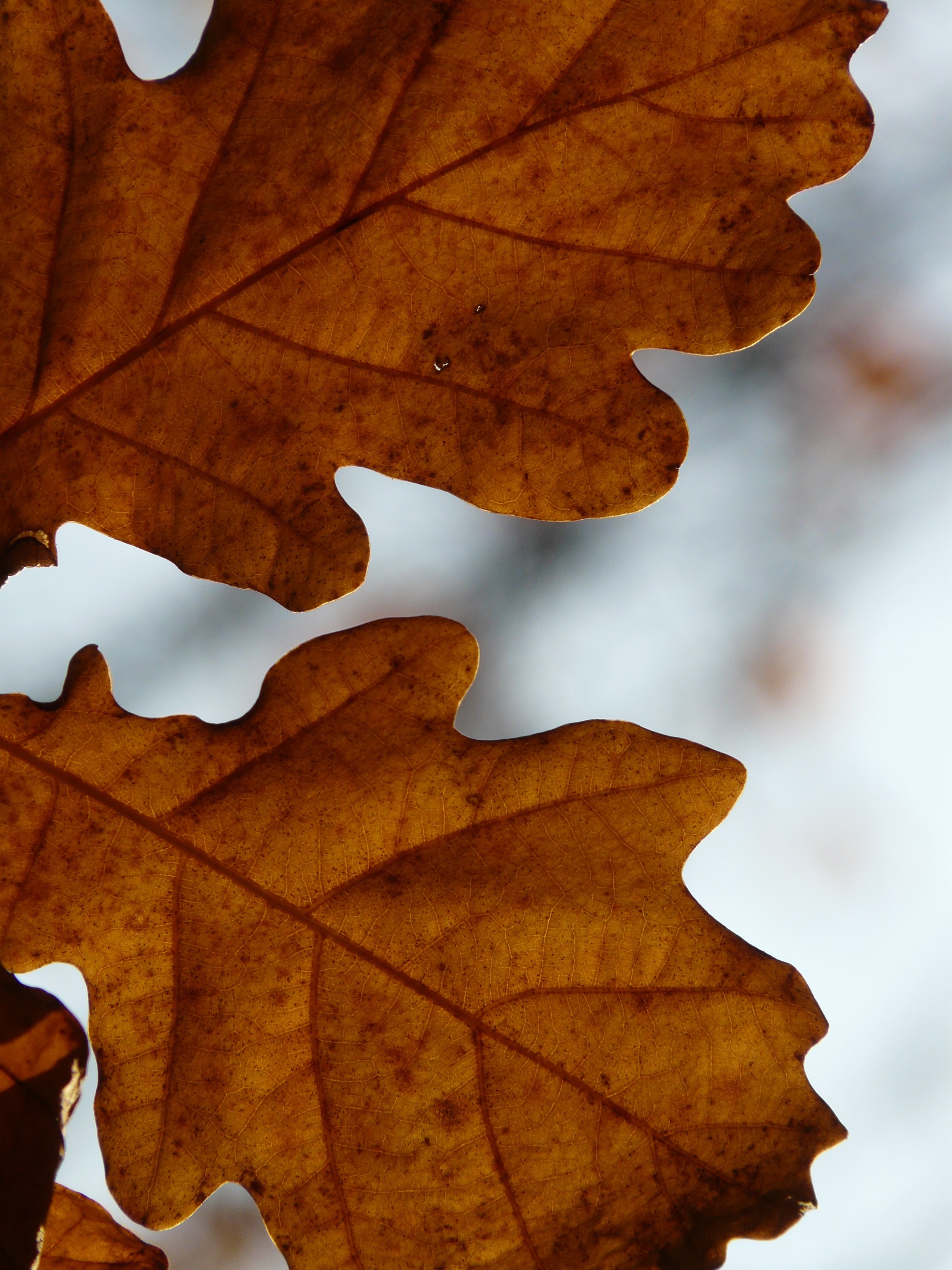 brown leaf macro photography