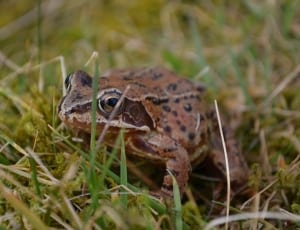 brown and black toad thumbnail