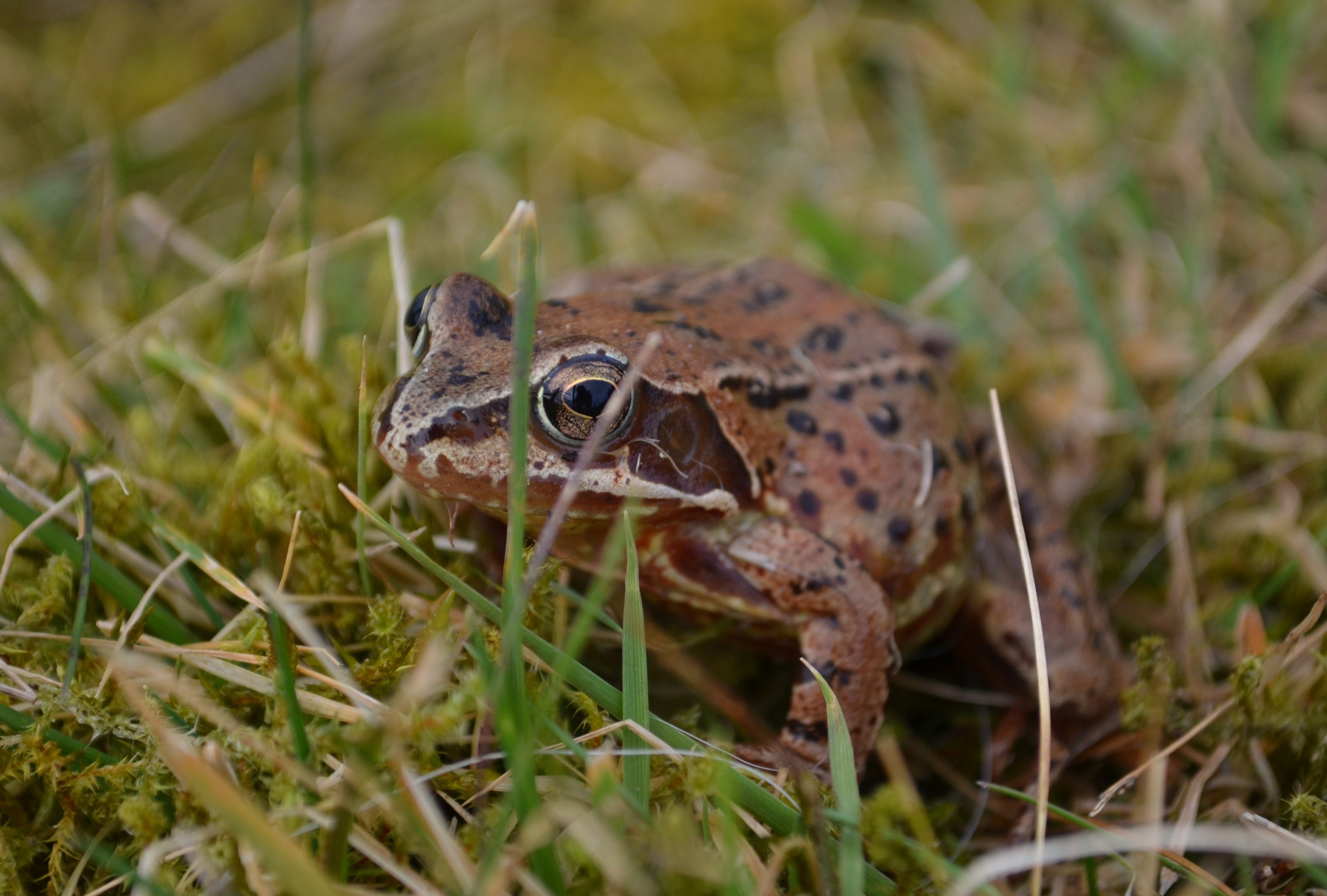 brown and black toad