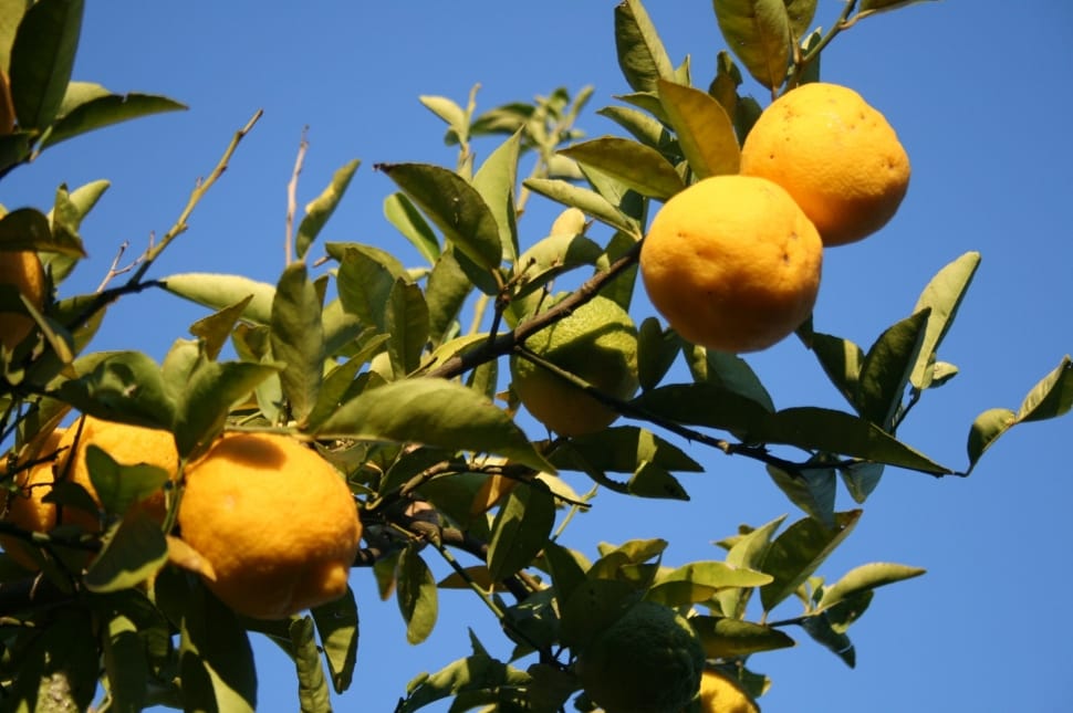 orange round citrus fruit preview