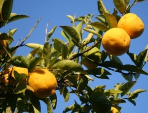 orange round citrus fruit thumbnail