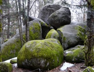 rocks filled with algae thumbnail