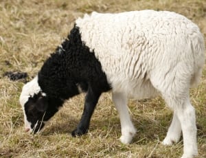 white and black sheep thumbnail