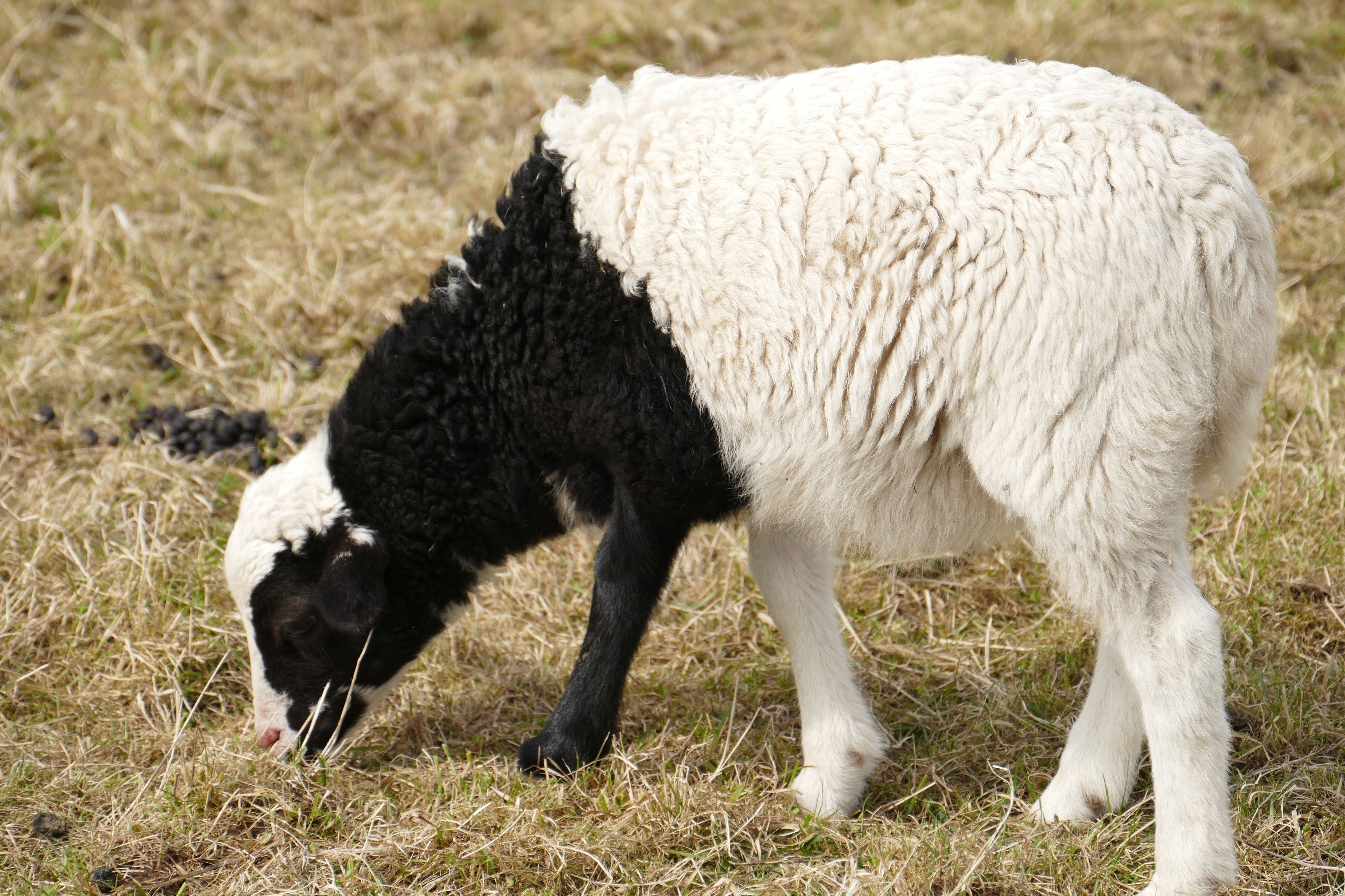 white and black sheep