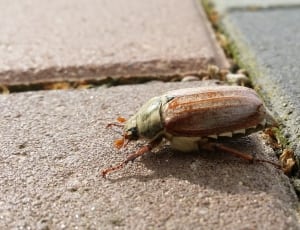 june beetle thumbnail