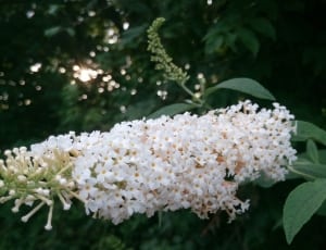 bouquet of white flower near green leaf thumbnail