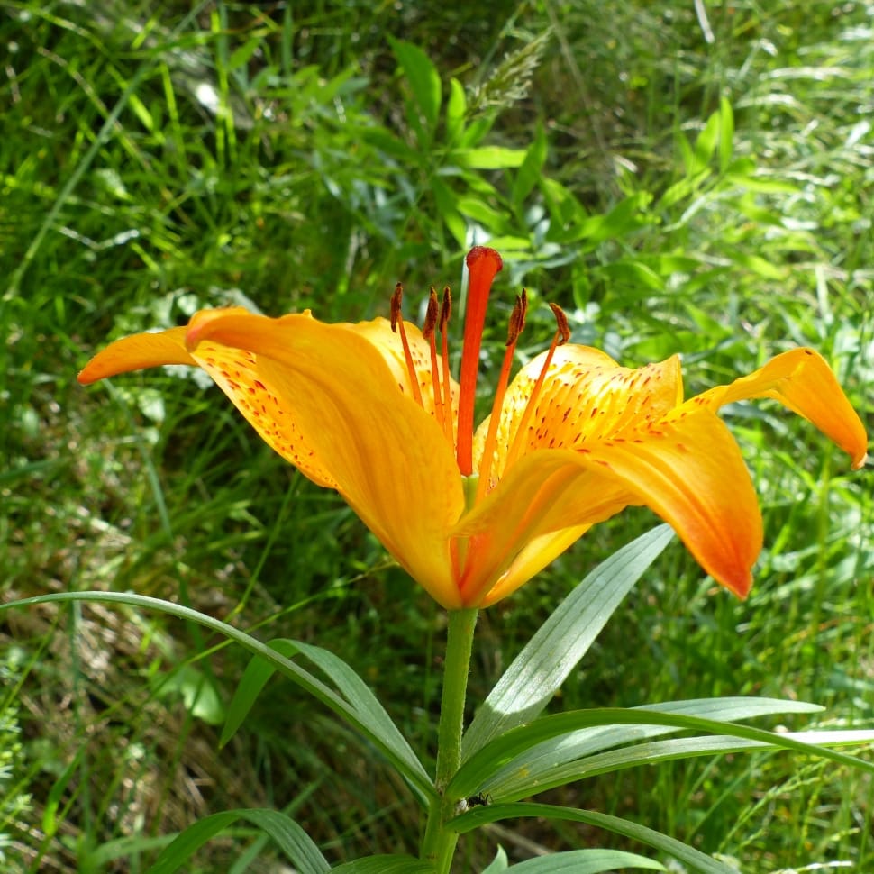 6 orange petaled flower preview