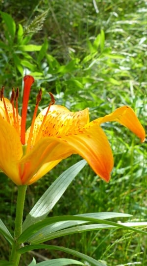 6 orange petaled flower thumbnail