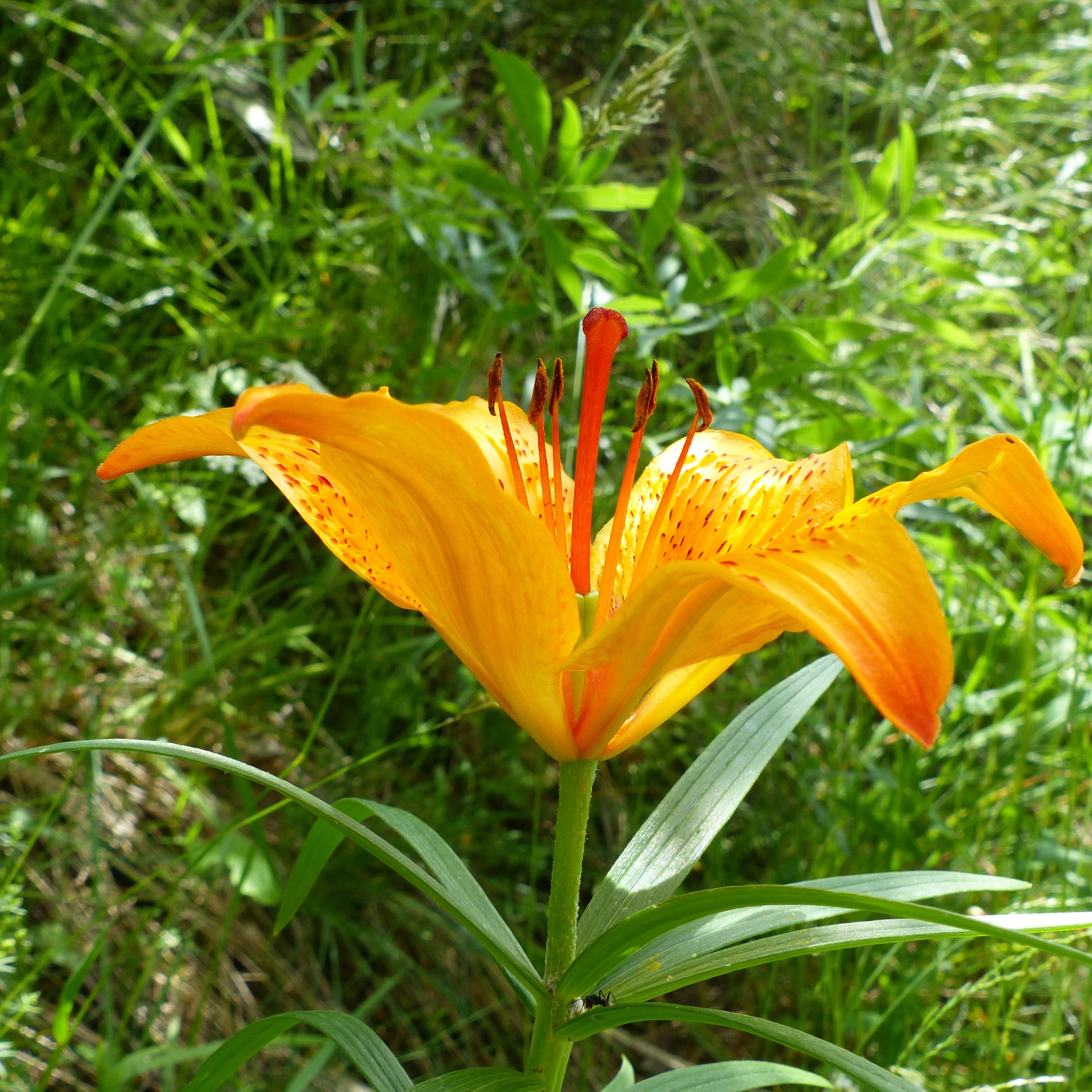 6 orange petaled flower