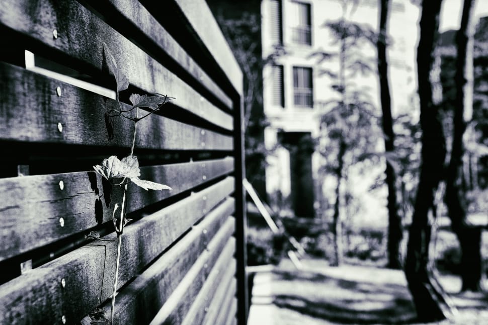 macro shot of wooden fence with flower grayscale photography preview