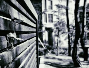 macro shot of wooden fence with flower grayscale photography thumbnail